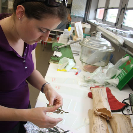 Una fase dell'allestimento dei campioni di foglie degli ulivi del Getsemani, per procedere all'analisi sul DNA, nei laboratori dell'IVALSA-CNR di Firenze.