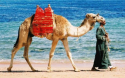 Rivolte arabe, turismo in allarme