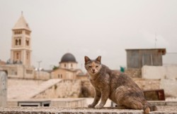 Nutrire i gatti di Gerusalemme è una buona idea?