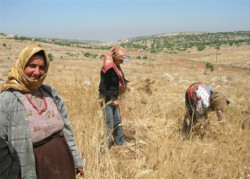 In Siria e Giordania agricoltura in crisi per la siccità