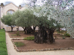 Getsemani. Testimonianze dal silenzio