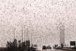 Invasione di locuste in Egitto e nel Neghev