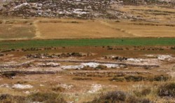 Un progetto agricolo italo-palestinese a sud di Hebron