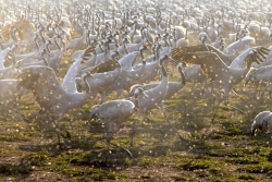 L’aviaria fa strage di gru nella valle di Hula