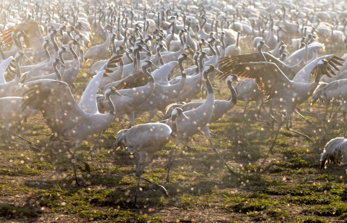 L’aviaria fa strage di gru nella valle di Hula