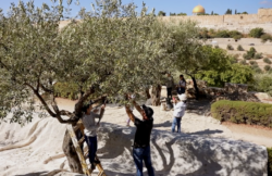 La raccolta delle olive al Getsemani