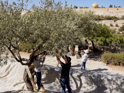 La raccolta delle olive al Getsemani