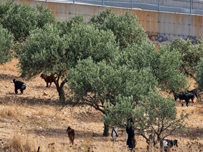 A Taybeh gli olivicoltori non possono accedere ai terreni e i coloni fanno razzia delle olive